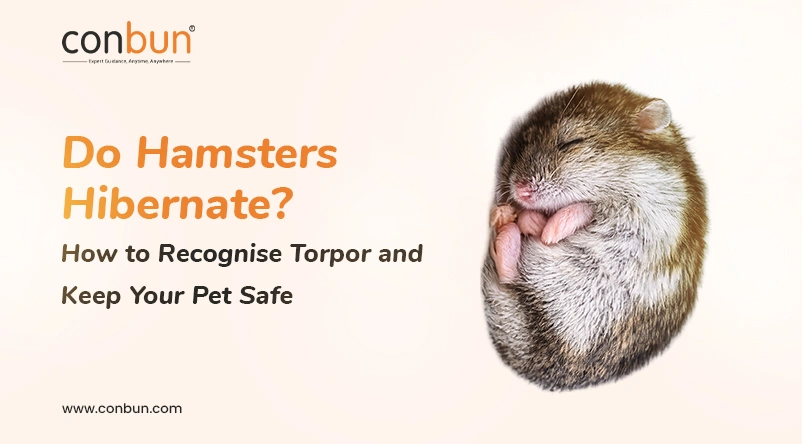 Do Hamsters Hibernate? How to Recognise Torpor and Keep Your Pet Safe